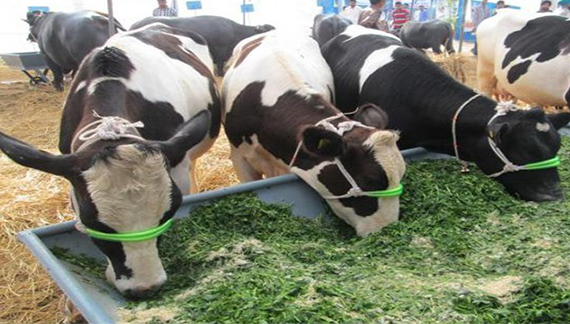 पशुपालन बना किसानों की आय बढ़ाने का मजबूत जरिया